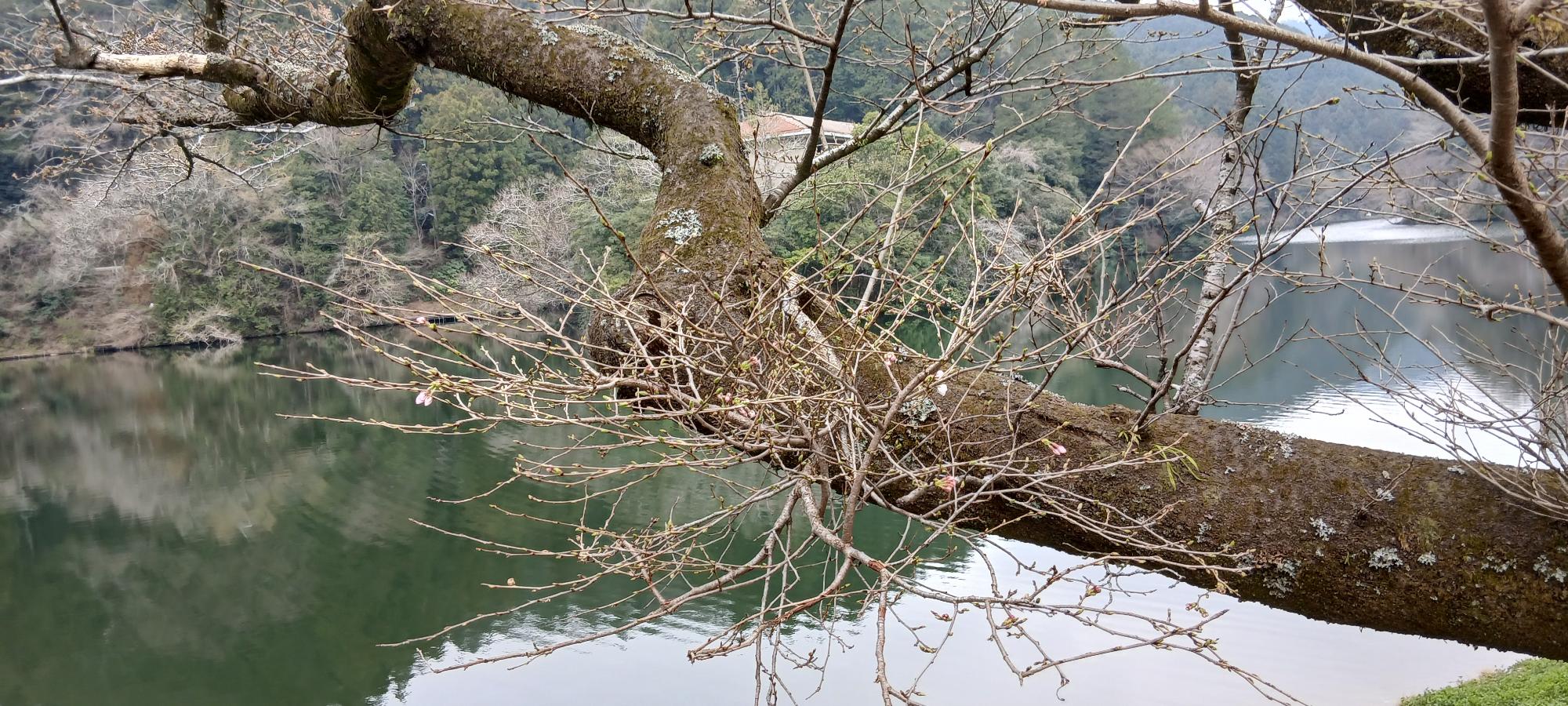 2026年3月23日桜2