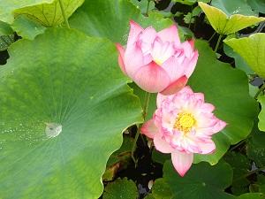 大きな蓮の葉の隙間から薄ピンク色の花が咲いている写真
