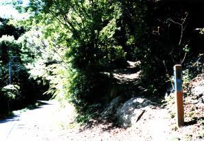 緑色の木々が生い茂る、自然豊かな奥武蔵自然歩道の写真