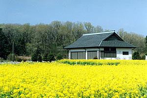 一面に黄色の花が咲き、後方に三角屋根の建物が建っている写真