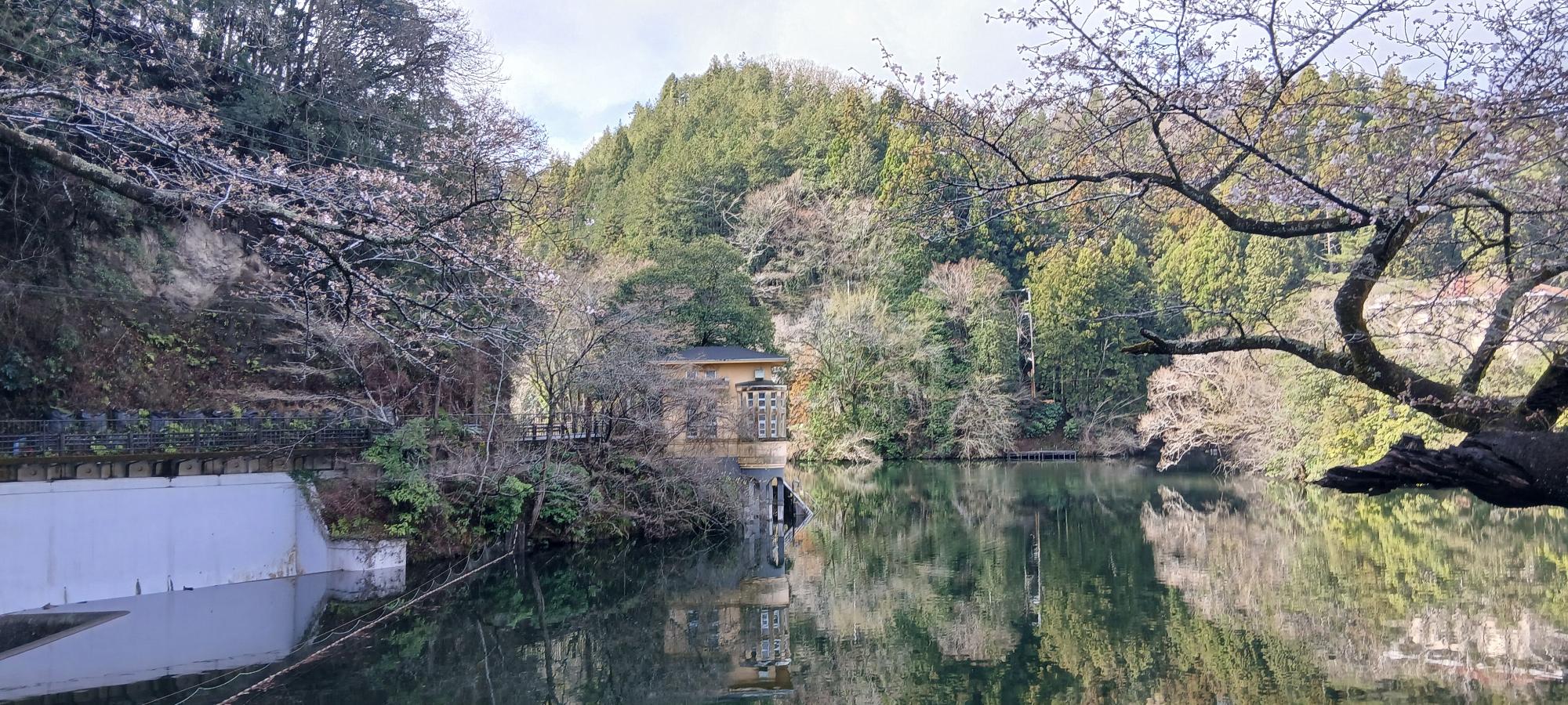 2026年3月27日桜