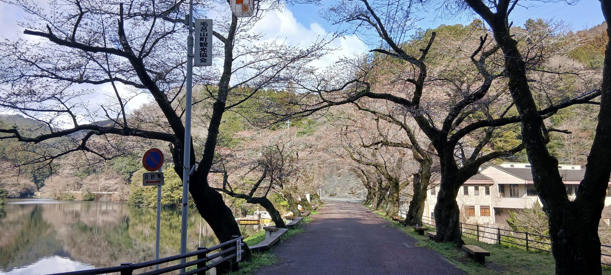 2026年3月27日桜2