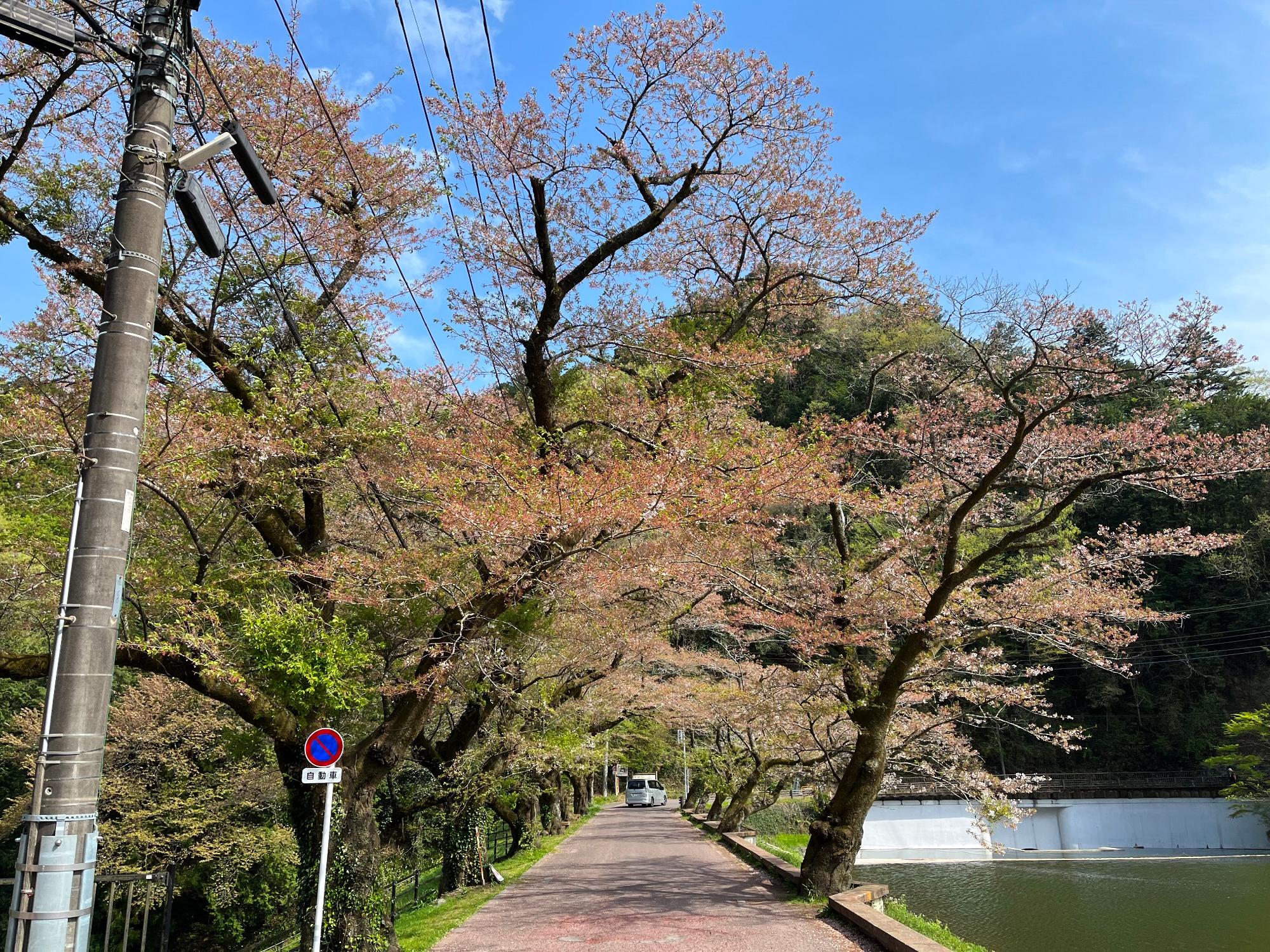 鎌北湖の桜
