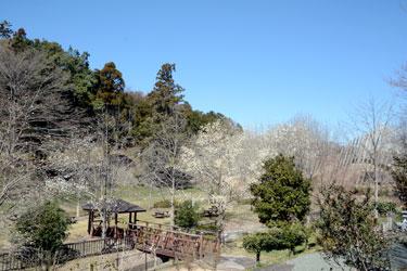 周囲に木々が立ち、左側に東屋が設置されている公園内の写真