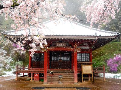 桜が咲き雪が降る桂木観音の写真