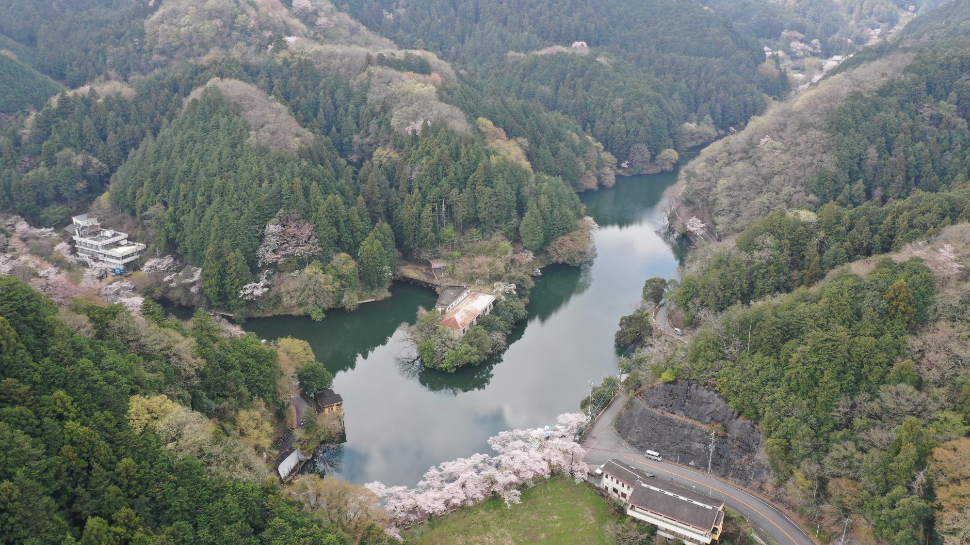 R5空撮鎌北湖桜