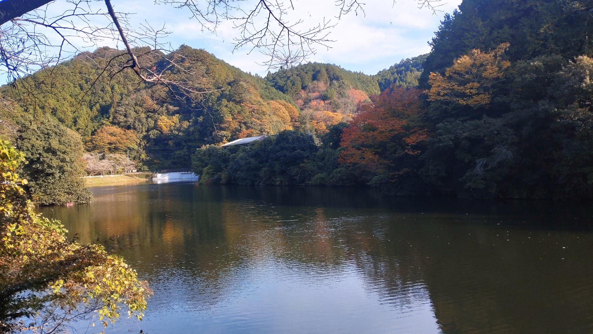 令和7年11月7日鎌北湖の紅葉状況