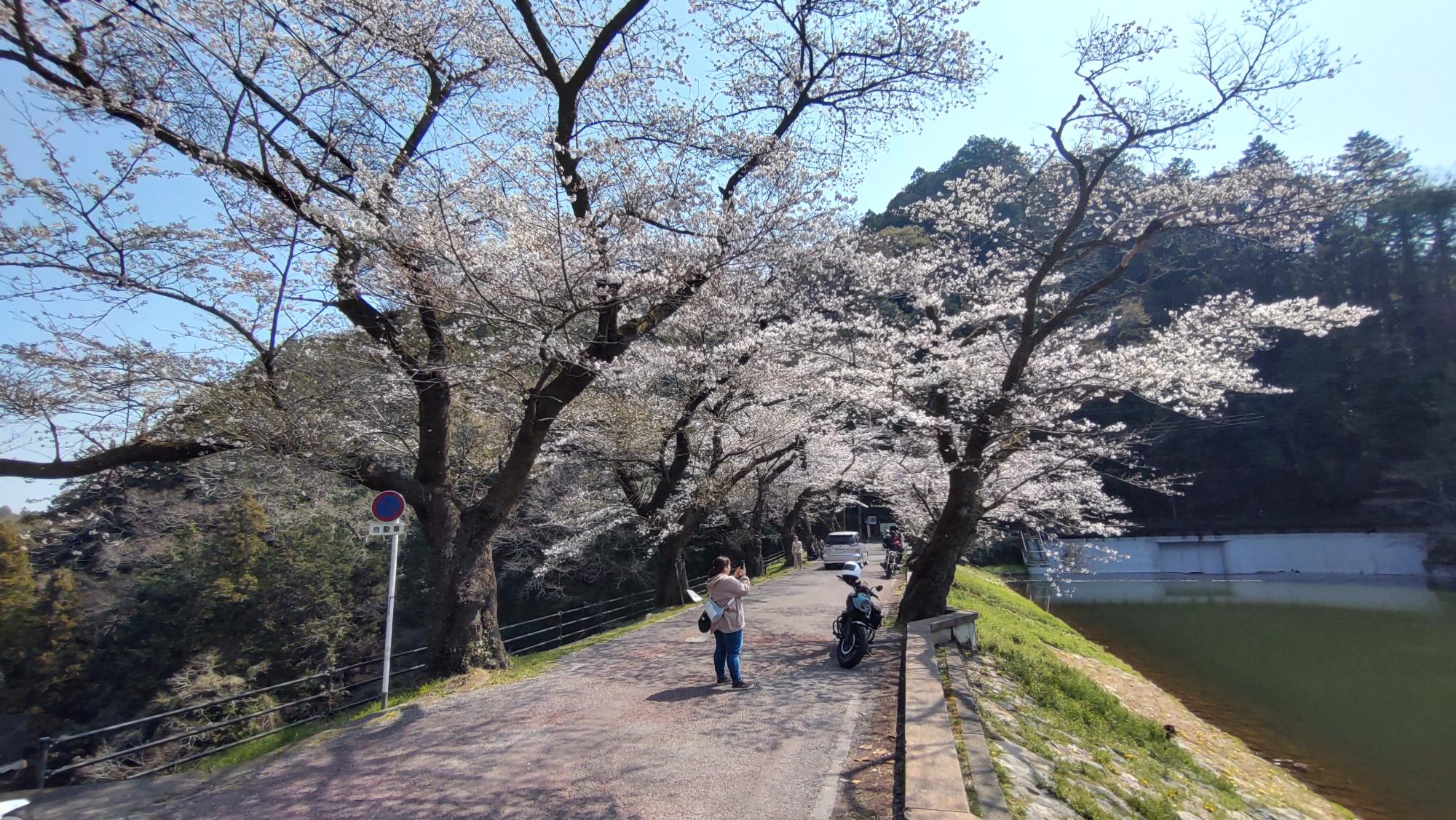 2026年3月29日桜2