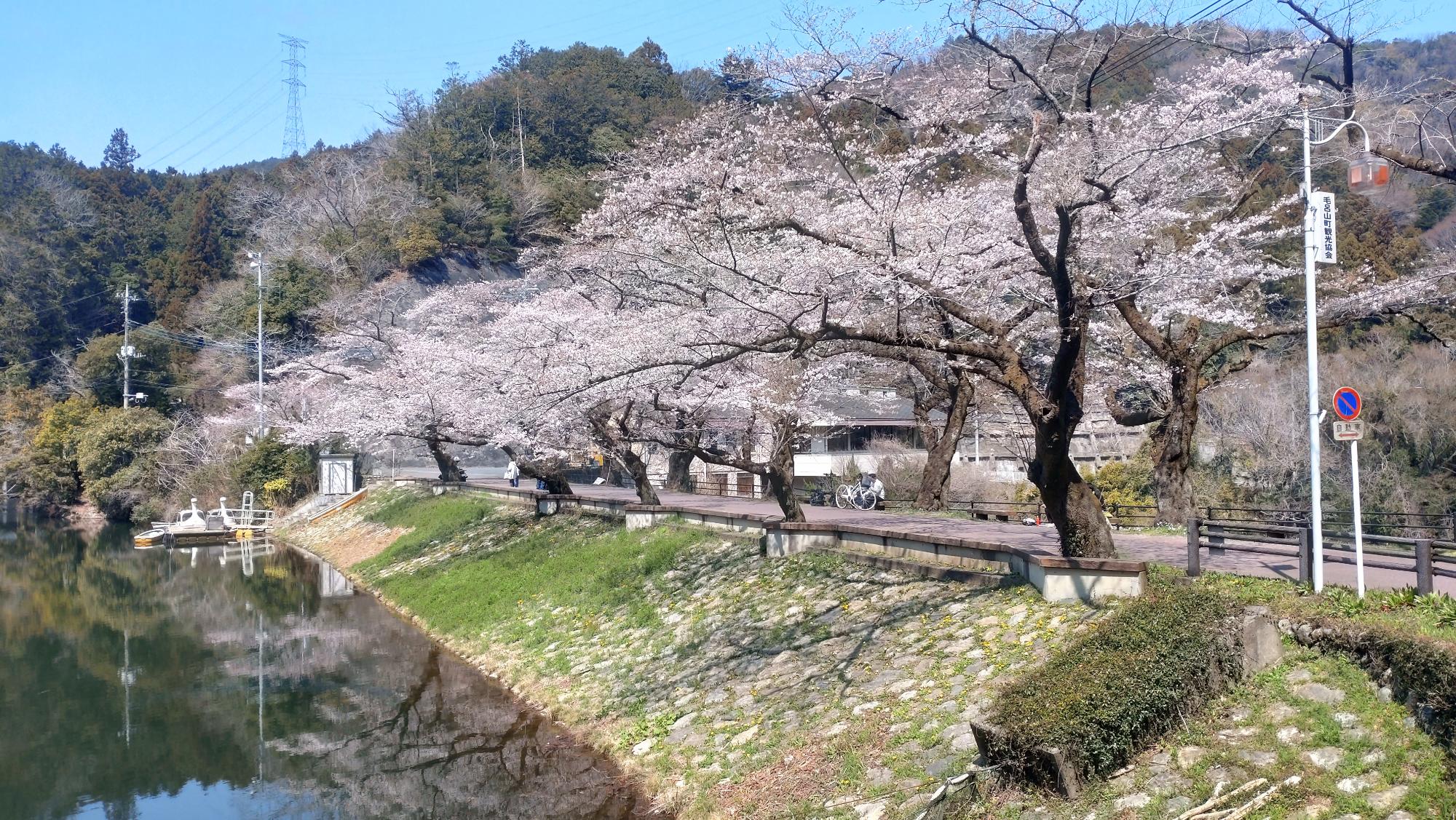 2026年3月29日桜
