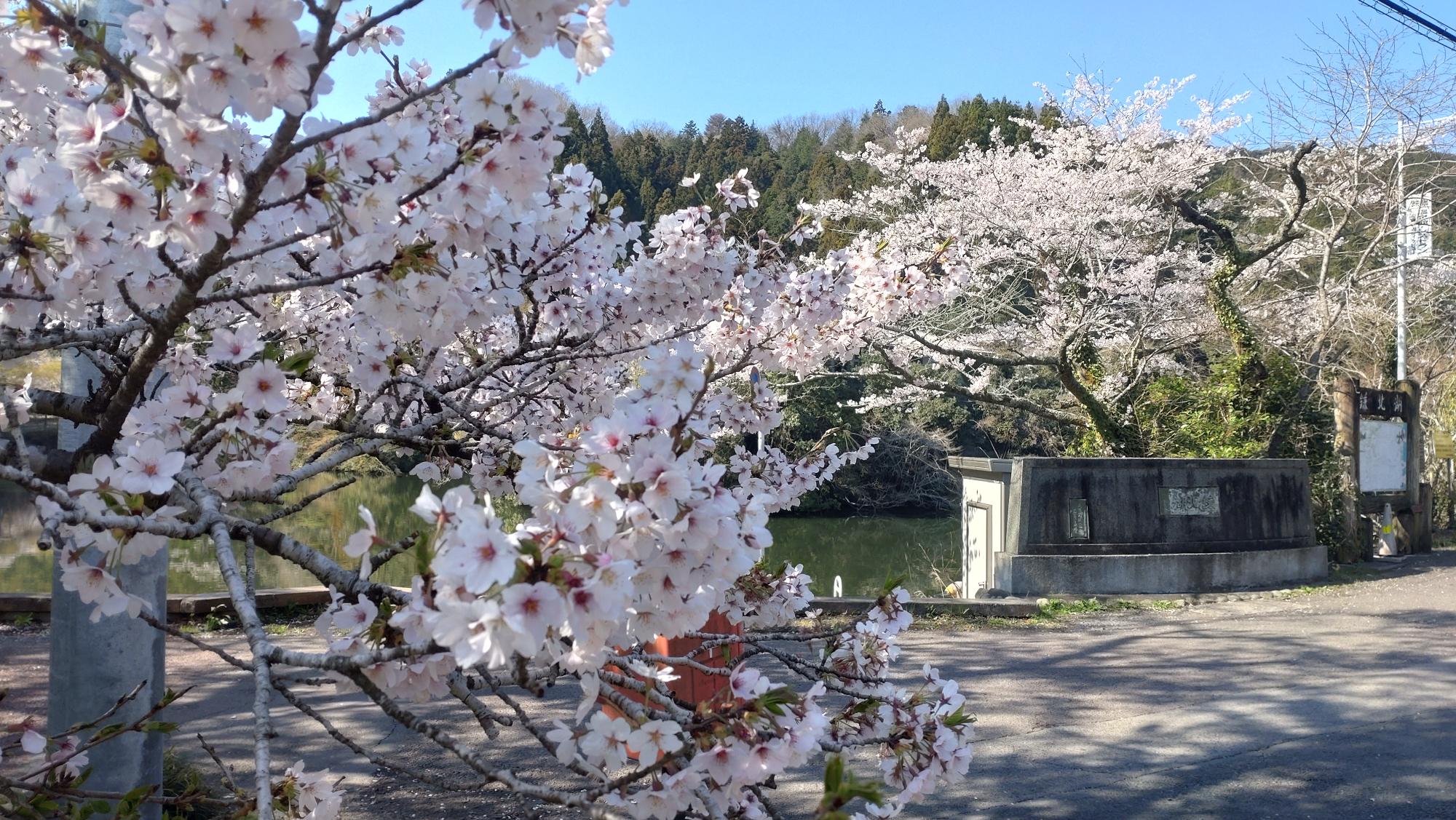2026年４月３日桜
