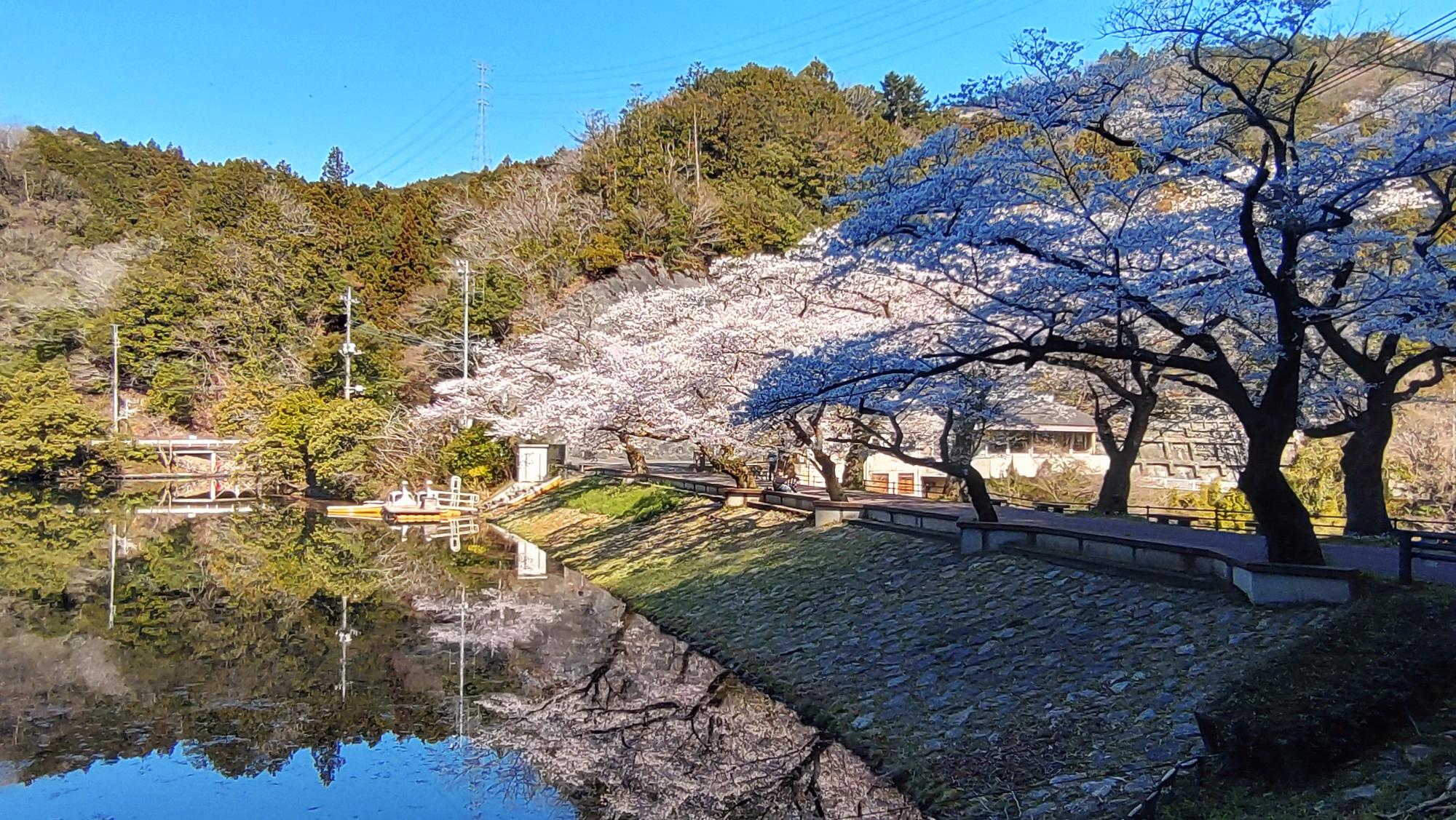 2026年４月３日桜２