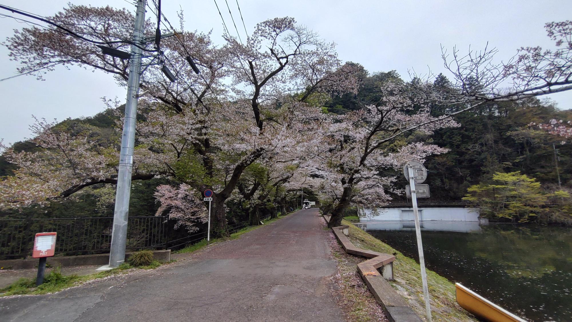 2026年４月７日桜２