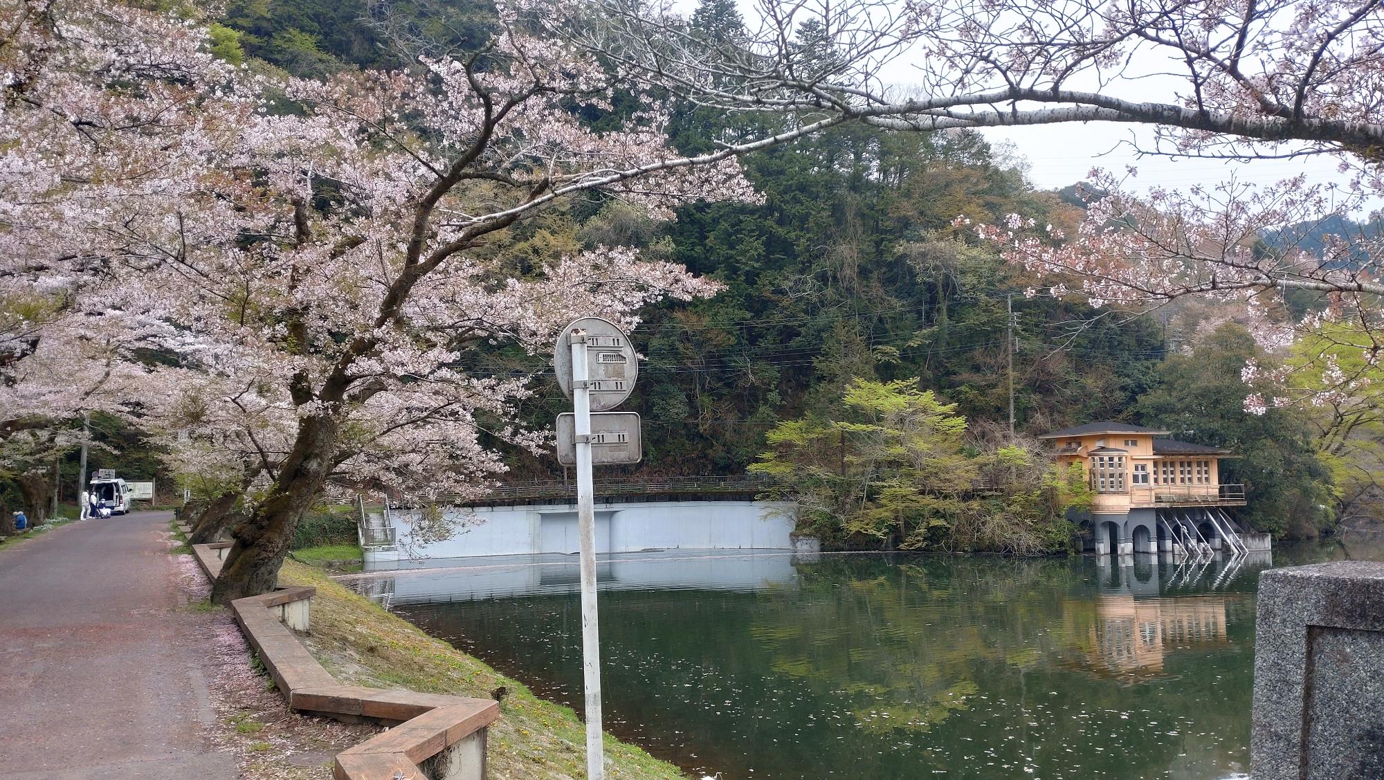 2026年４月７日桜