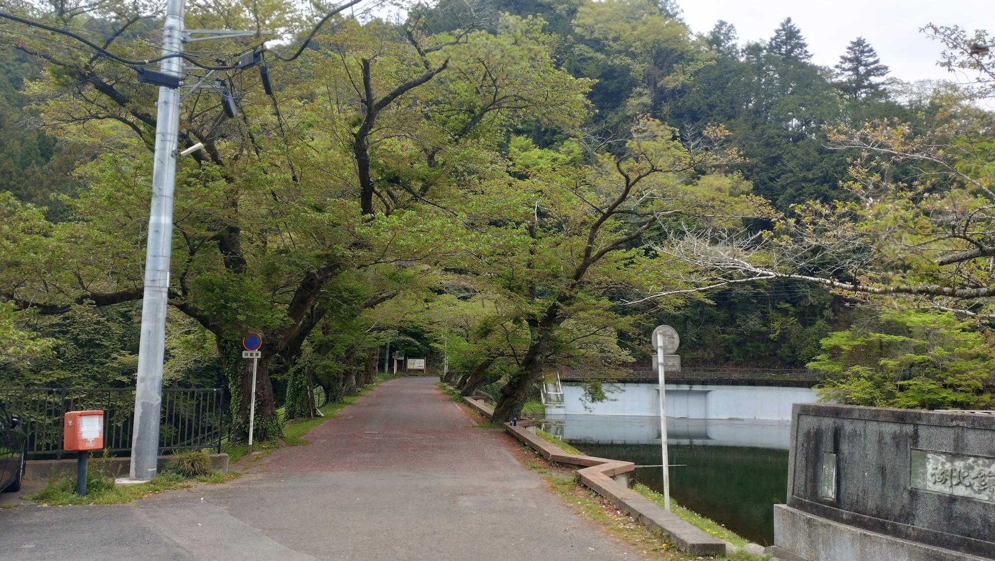 令和8年4月15日桜
