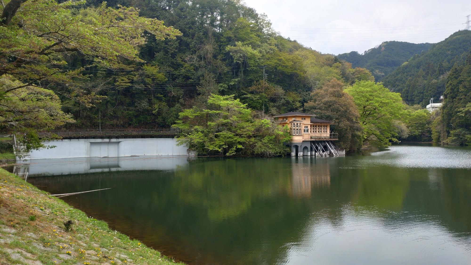 令和8年年4月15日桜２