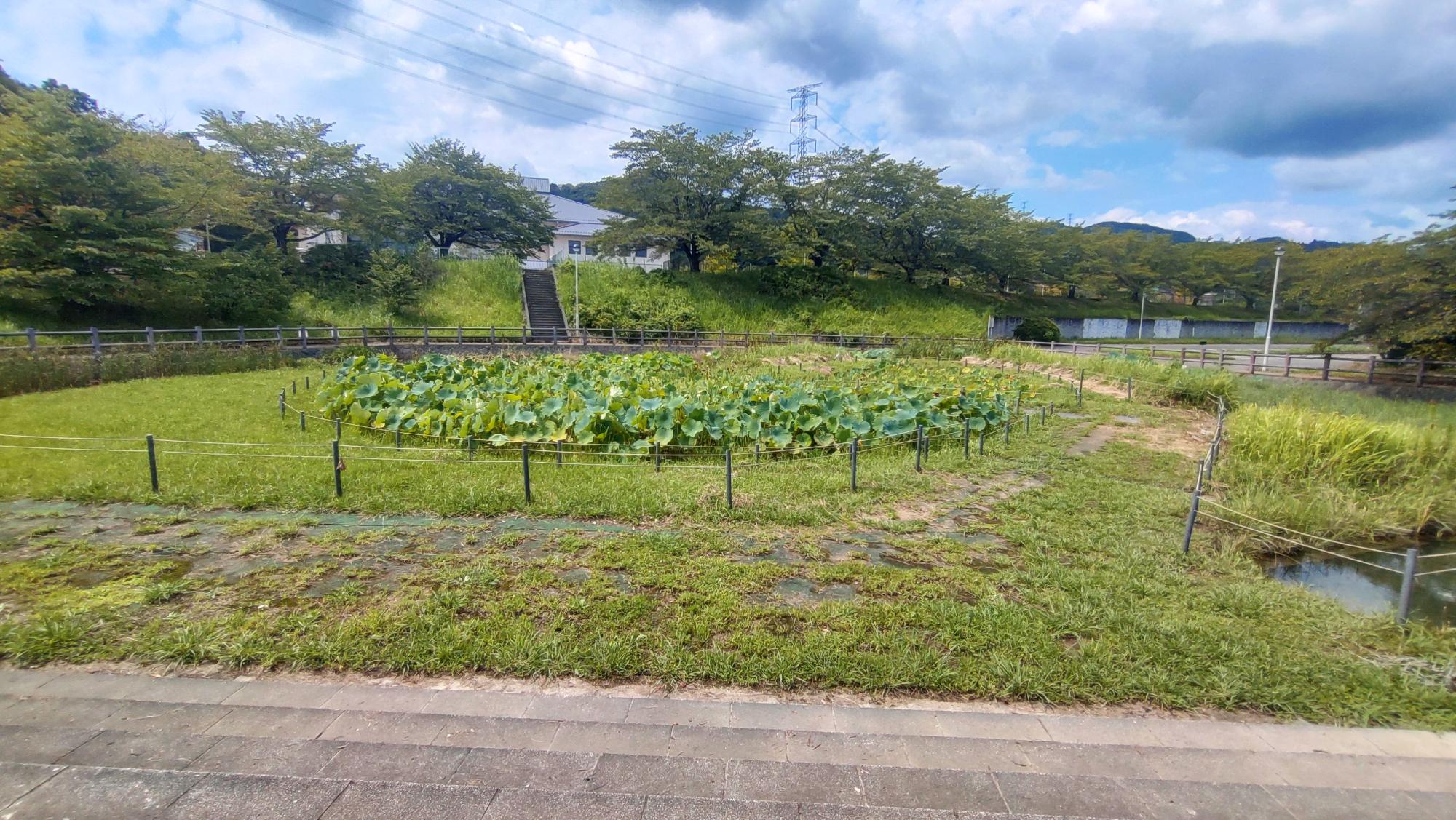 令和８年８月１９日の花蓮状況