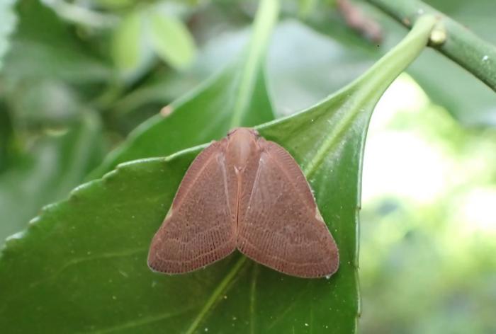 チュウゴクアミガサハゴロモ写真