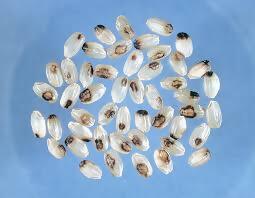 イネカメムシ写真（被害を受けて斑点米となってしまった米）