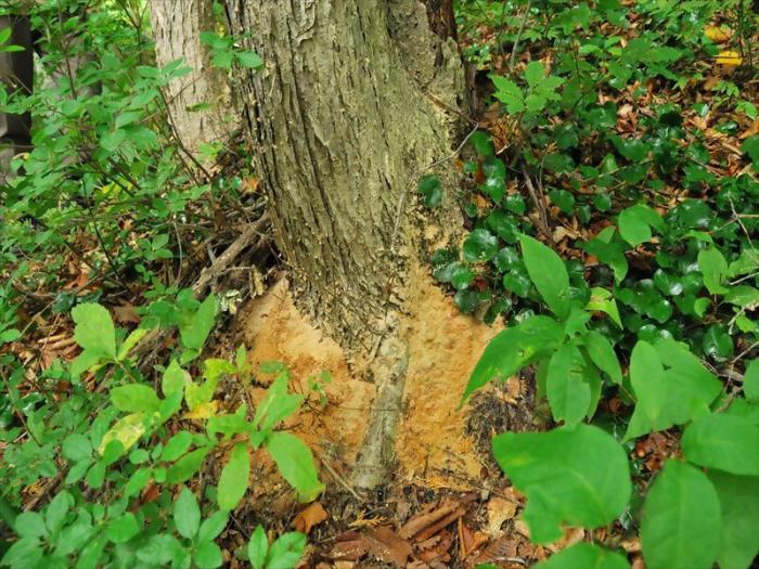 カシノナガキクイムシ写真（ナラ枯れ）