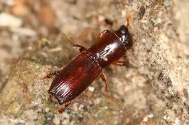 カシノナガキクイムシ（成虫の姿）