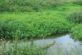 ナガエツルノゲイトウ写真（水路に浸食した様子）