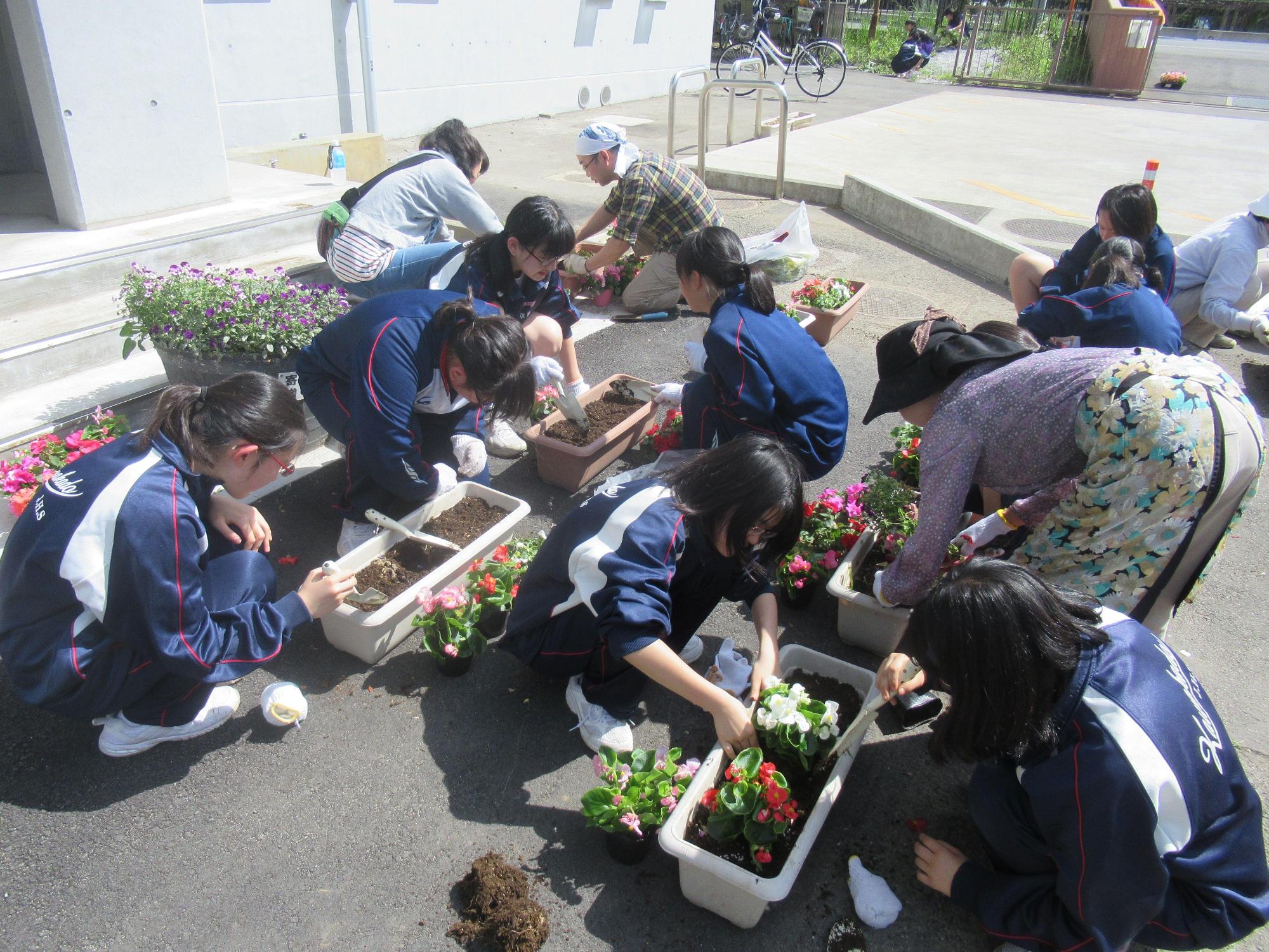 ジャージを着た生徒やエプロンをした女性がプランターに花を植えている写真