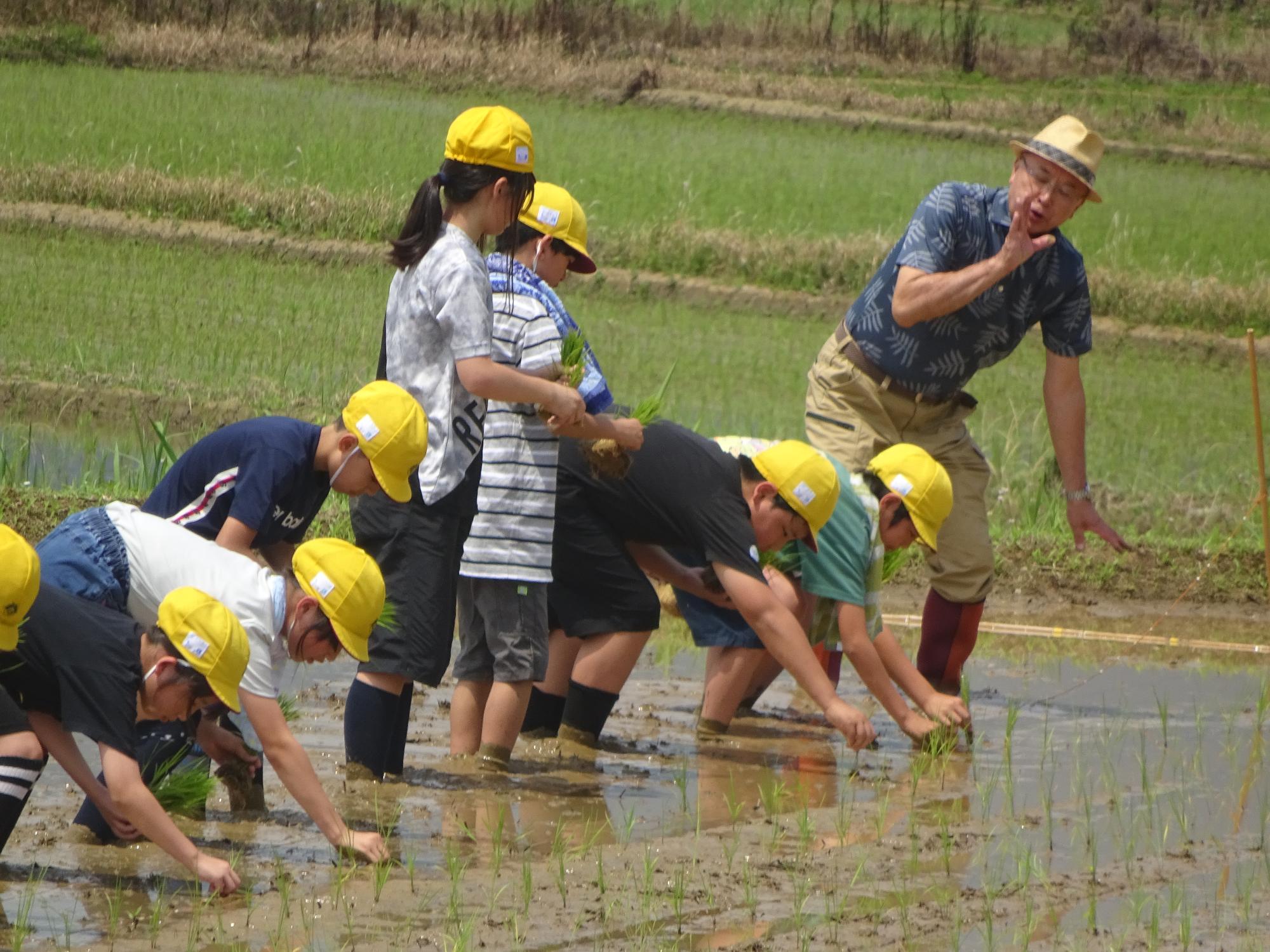 taue4