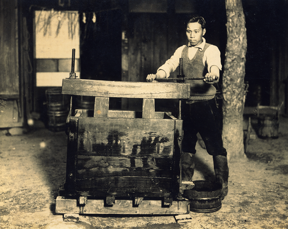 男性が建物の前に置いた醤油圧搾機の右側に樽を置いて醤油を絞り出している様子の白黒写真