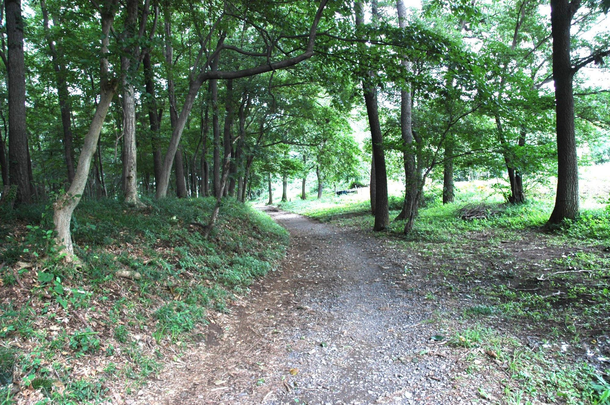両脇に木々が生えており、舗装されていない砂利道が遠くまで続いている林の中に鎌倉街道の写真