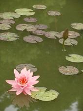 水面に花びらを広げて咲くピンク色の蓮の花と蕾の写真