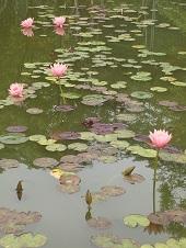 水面に咲く、薄ピンク色の5輪の蓮の花と蕾の写真