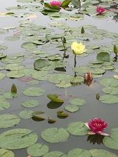 池の水面に蓮の葉の間に咲く、薄黄色やピンク色の蓮の花の写真
