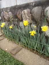 石壁沿いに並んで咲く黄菖蒲の写真