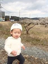 白色のキャップを被った男の子が、梅の花が咲いている畑のそばのあぜ道を歩いている写真