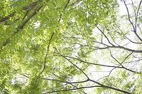 樹木の枝が伸び、緑色の葉が鮮やかに彩っているのを下から撮影した写真