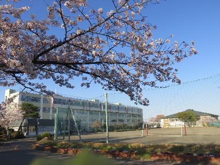 桜が満開に咲き、後方に白色の校舎とゴールポストなどが置かれたグラウンドを映した写真