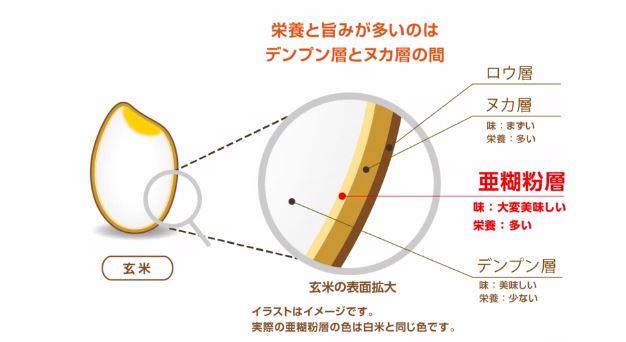 金芽米説明図