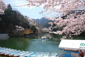 沢山のボートが湖に並んで浮かんでおり、湖の周りには桜が咲いている写真