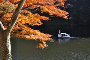 オレンジ色に紅葉した葉っぱの奥の湖に1艘のスワンボートが写っている写真